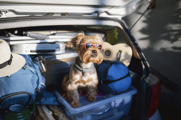 Preparedness for Pets